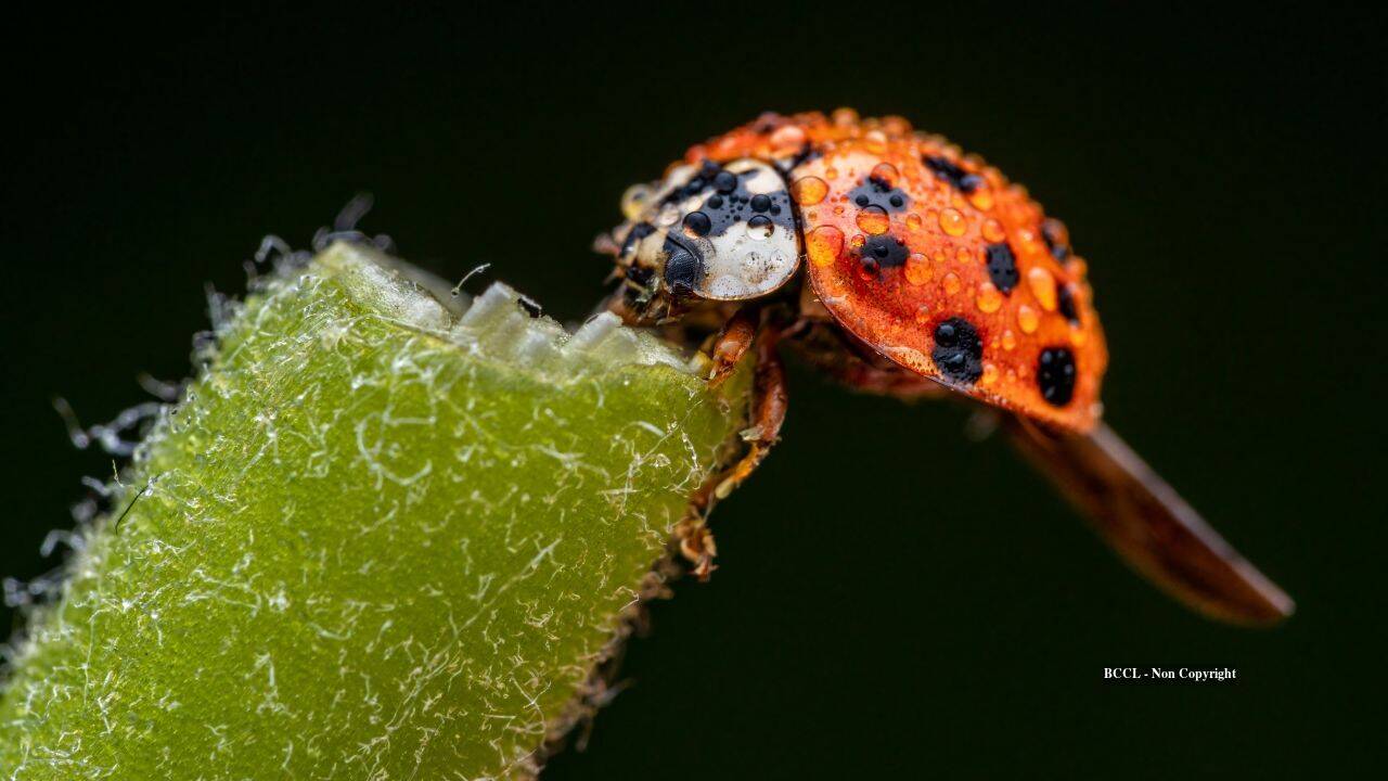 Developing Story: US released Asian lady beetles to fight pests; decades later, they became invasive