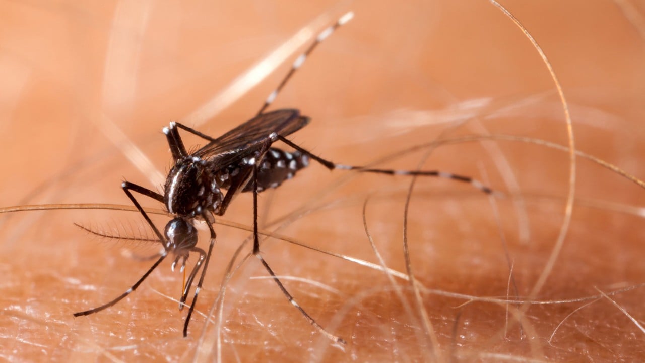 Global Perspective: Chinese start-up behind laser mosquito killer plans to start shipping orders this month