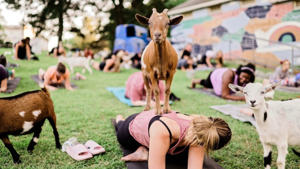 Market Developments: Family-owned ranch redefines yoga workouts with goats