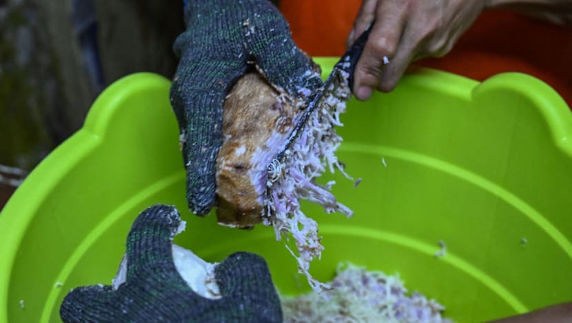 Philippines Bans Raw Ube Exports to Fight Biopiracy