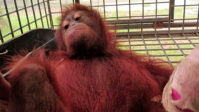 Indonesia: Baby Orangutan Saved from Borneo Wildfires As Habitat Destruction Escalates