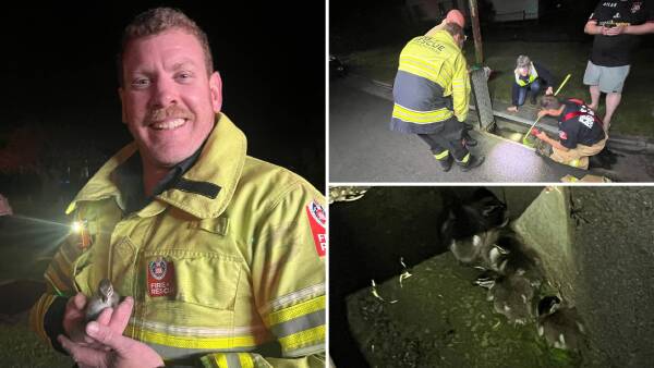 Firefighters Rescue Six Ducklings from Drain | Live Updates