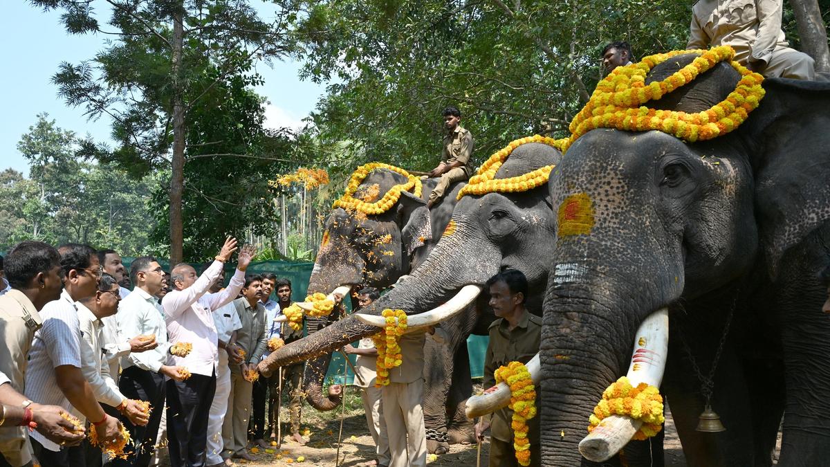 Shivamogga Dasara Committee Offers Pooja to Elephants Amid Mounting Global Focus