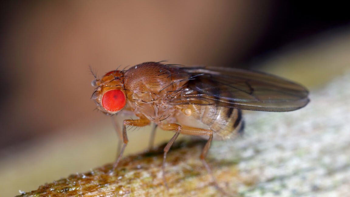 Key Developments: Fruit flies remember their larval diet, which influences their longevity