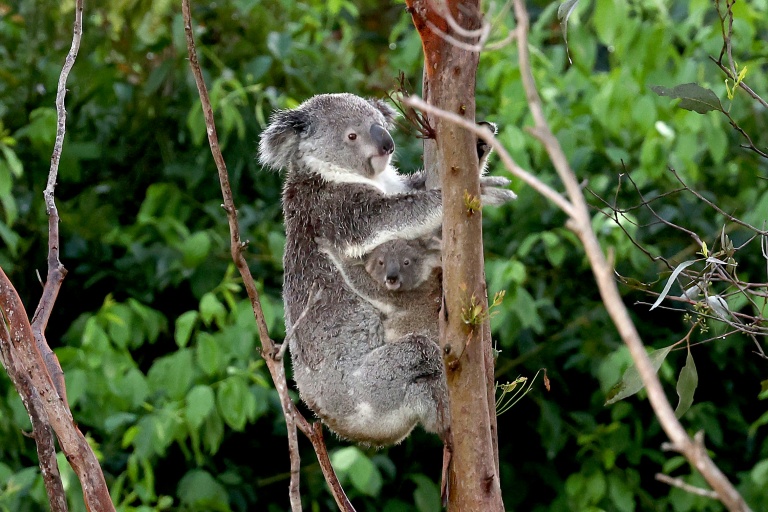 Economic Impact: Paw-fect candidate: Australia finds new koala rescue dog