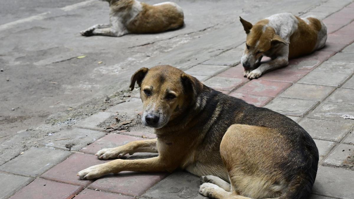 Mob attacks woman while feeding community dogs