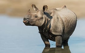 Corporate Strategy: Manas National Park to Reopen on 2nd October, Home to 50+ Rhinos After Zero-Poaching