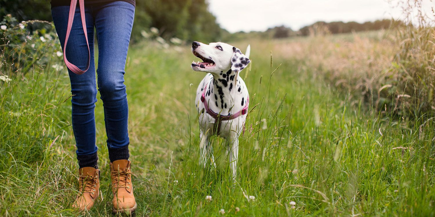 6 Ways to Save Money at the Vet Amid Shifting Economic Pressures