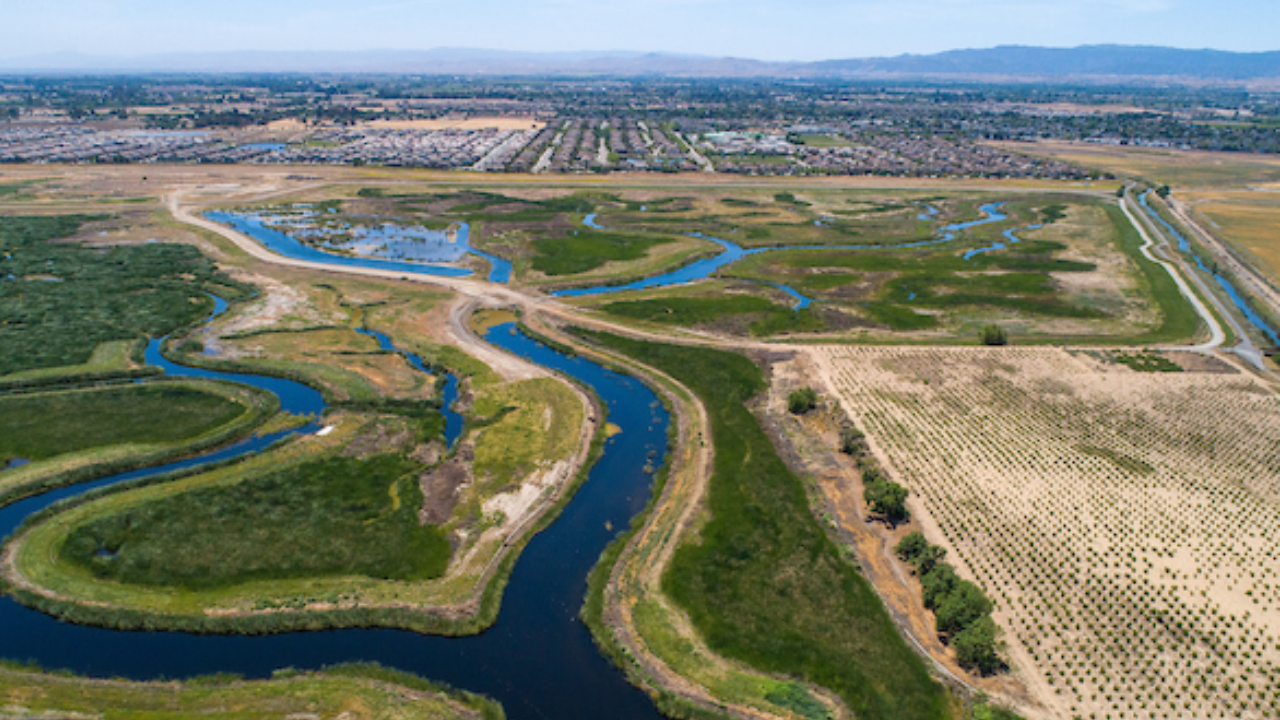 California Restored Grazing Land to Tidal Marsh; Bird Density Jumped Over 12,000%