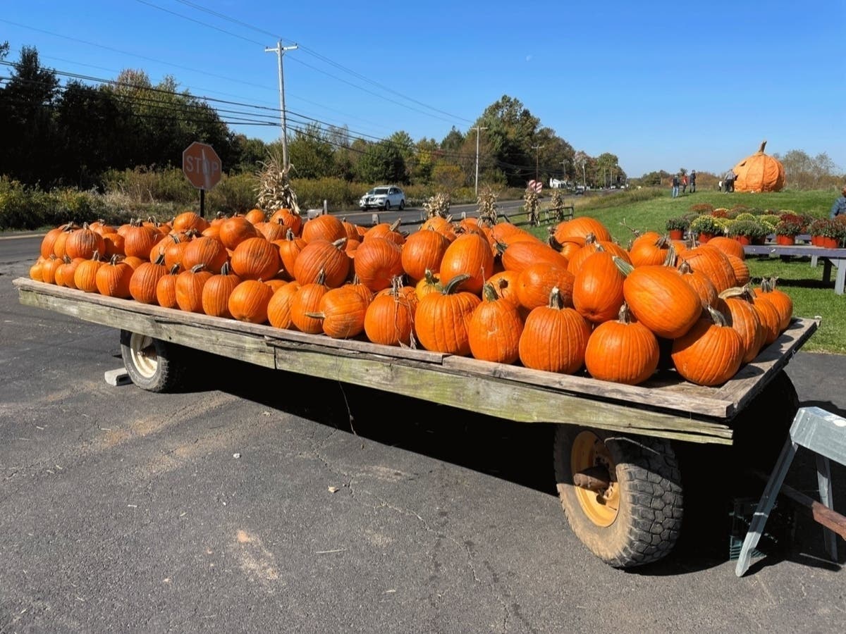 Where to Pick Pumpkins Near Richboro This Fall in Significant Industry Shift