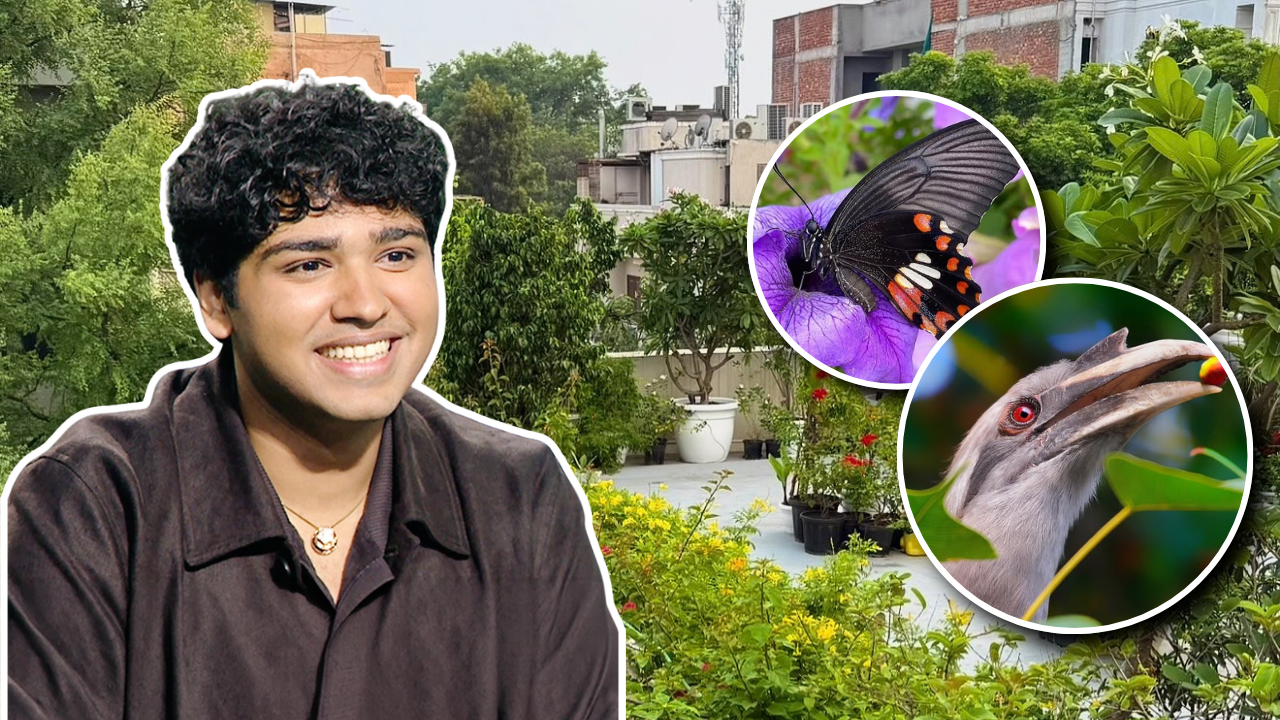 Global Perspective: Delhi terrace with 500 plants now attracts 100 bird species and 25 butterflies