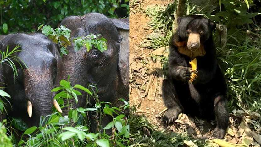 International Briefing: Spotting pygmy elephants, eating UFO tarts: Why Sandakan should be on your Sabah travel list