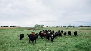Economic Impact: Overgrazing: Costs and how to prevent it