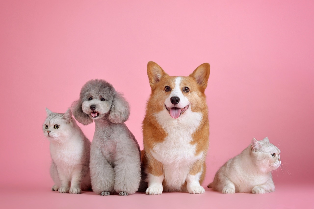 Why Chewy (chwy) Vs. Petco (woof): Proven Growth Story or Turnaround Bet Has Sparked Heated Debate
