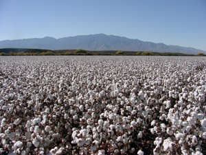 A Farmer’s Math Problem: Water Cuts, the Inevitability of Expensive Water, and Pinal's Urban Transition