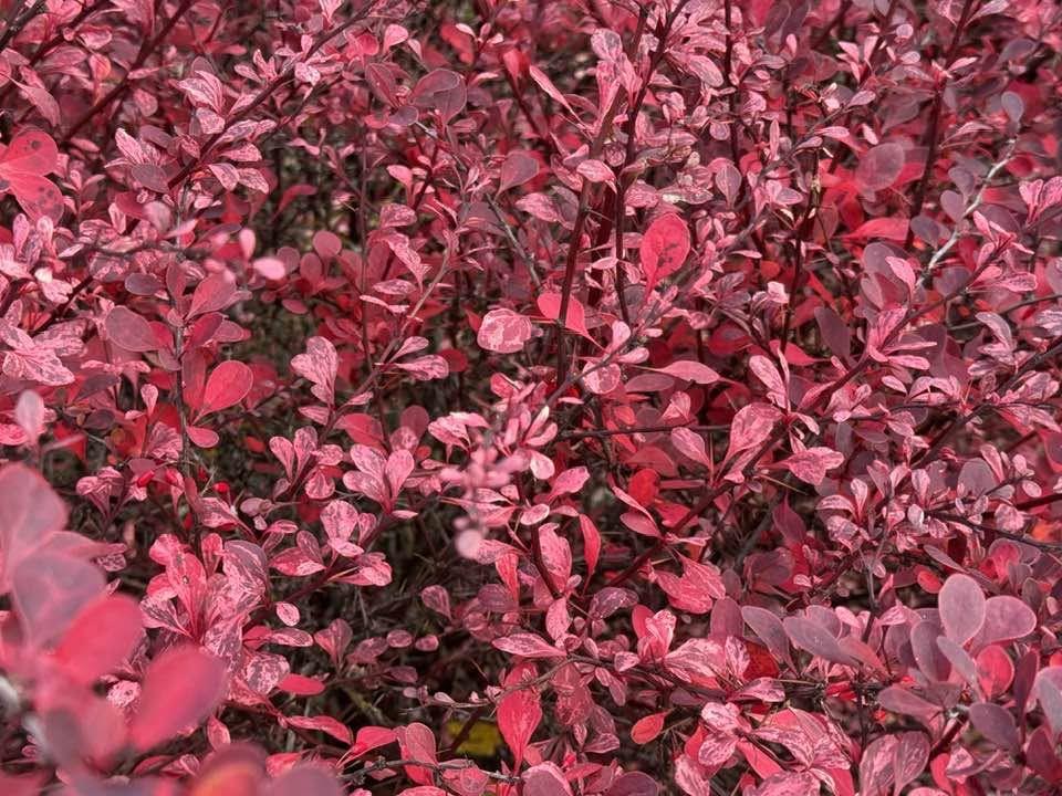 Through YOUR Lens: Fall for the Beauty in Significant Industry Shift