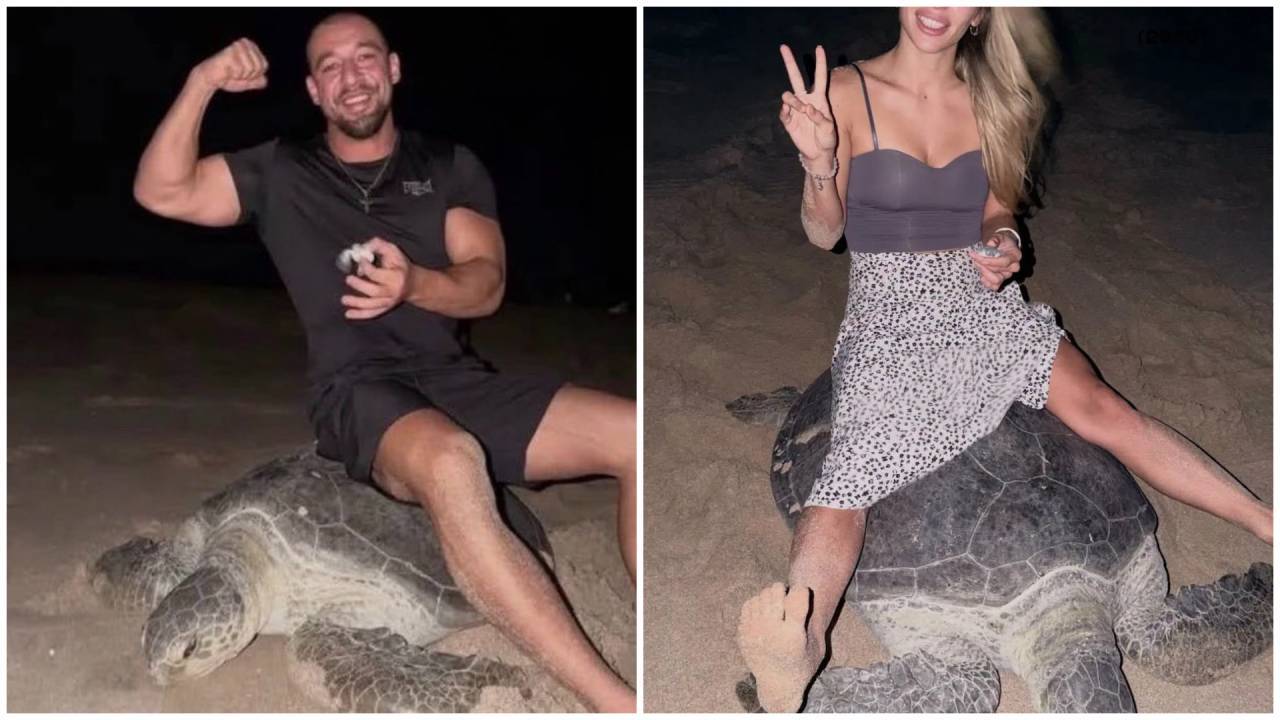 Enterprise Tech Shift: Ukrainian influencers face backlash for riding nesting sea turtle in Oman and the Scaling Frontier