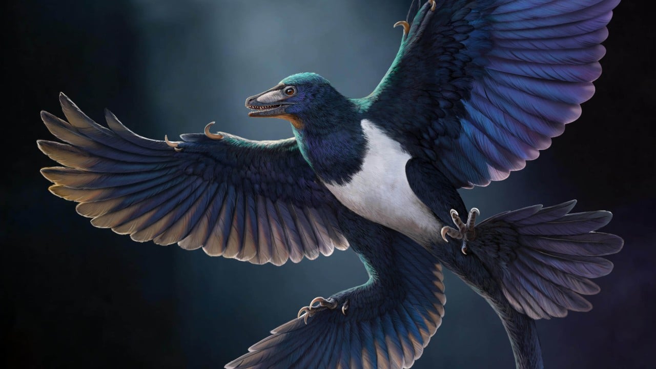 Global Perspective: 4-winged fossil found in Liaoning challenges single origin of dinosaur flight