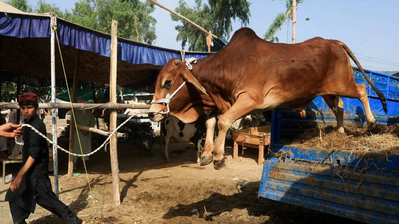 International Briefing: Can't invoke anti-slaughter law in case of mere illegal cattle transportation: SC