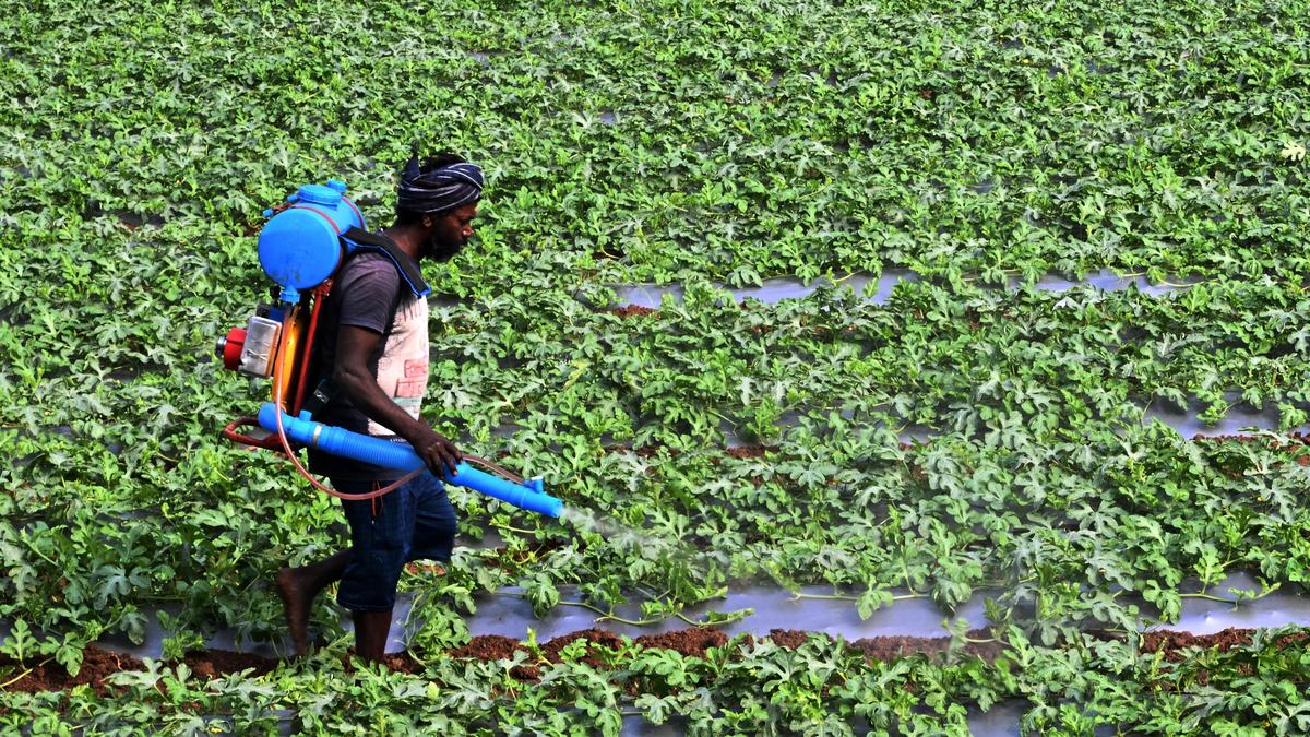 Developing Story: IIHR’s Arka Shakti root stock could help farmers tackle Gummy Stem Blight disease in watermelon