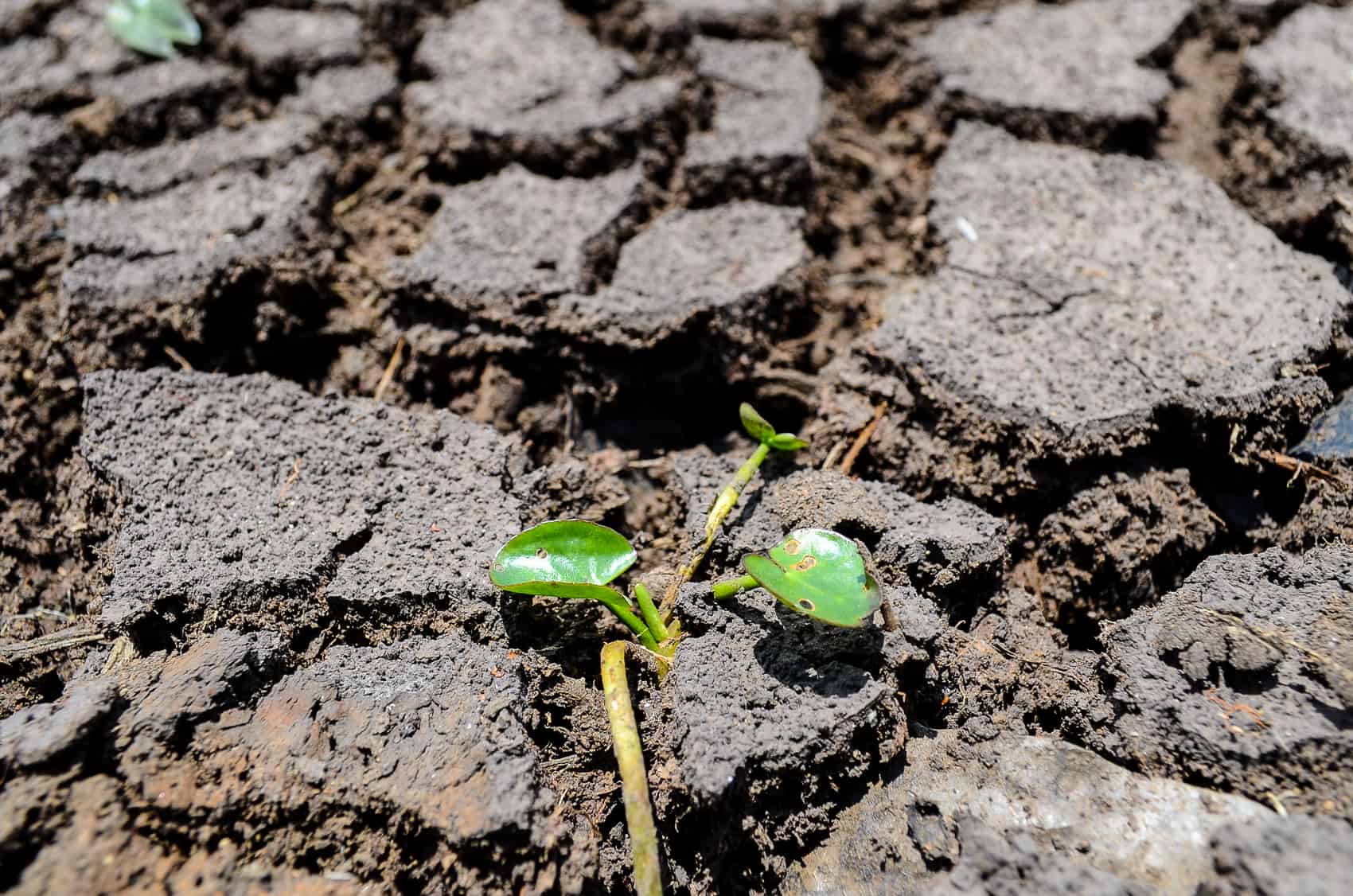 El Niño Parches Guanacaste: Rivers Turn to Gravel, Families Ration Water
