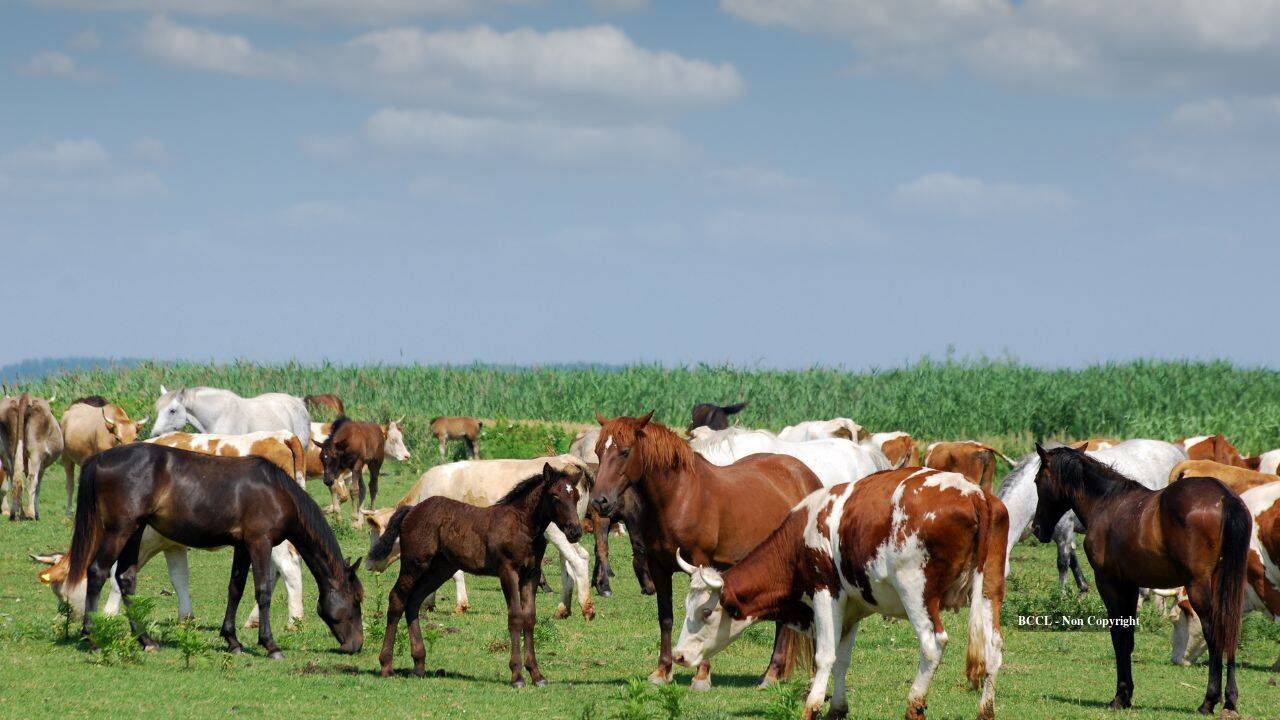 Global Perspective: South Carolina family permanently protects 2,000-acre farm from development