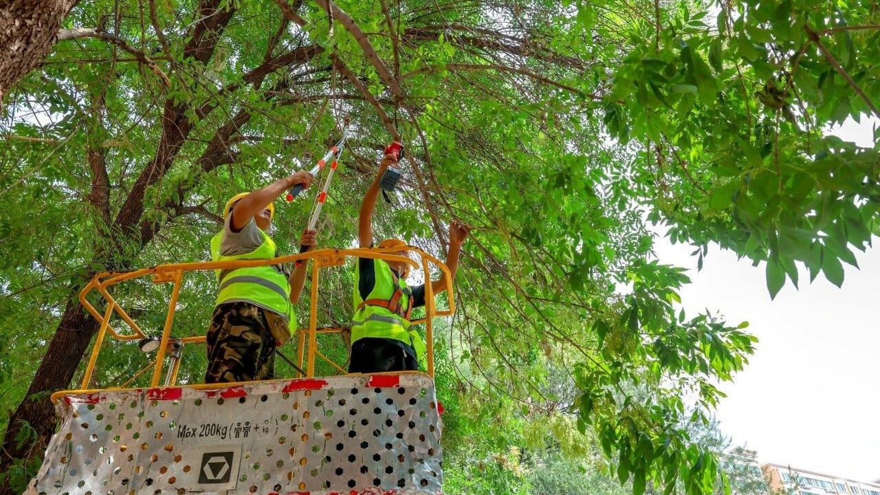 International Briefing: Beijing fights invasive moths with parasitic wasps and caterpillar-catching contests