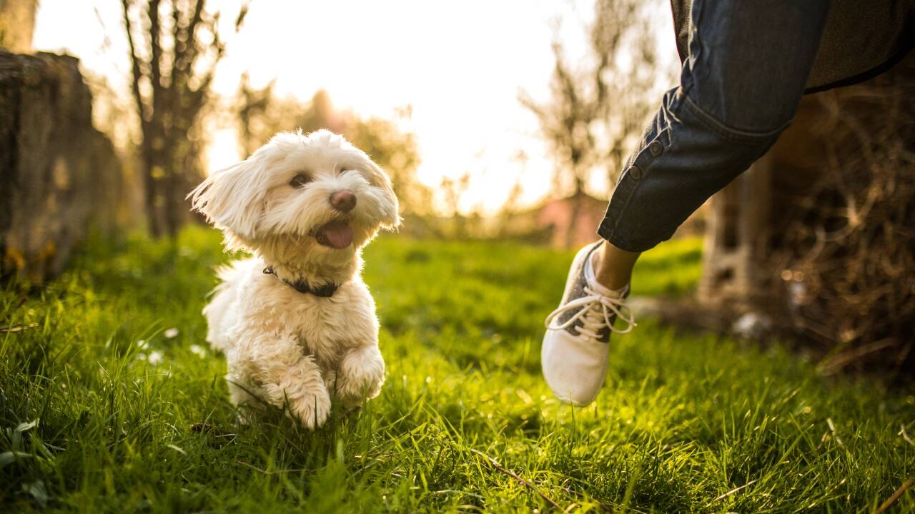 International Briefing: Cambridge farmer turned £300-a-year sheep field into dog park making £400 weekly