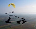 International Briefing: Rare northern bald ibis take flight in human-led European migration project