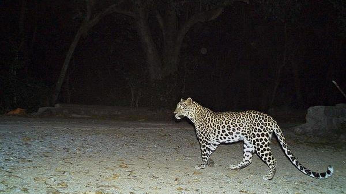 Priest Killed in Suspected Leopard Launches Strikes on In Magadi; Villagers Demand Action as Regional Tensions Surge