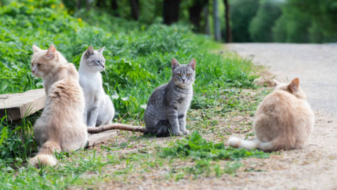 Cat Meat Trade: 2,700 Cats Stolen in Vietnam for Meat; Police Bust Suspected Theft Ring