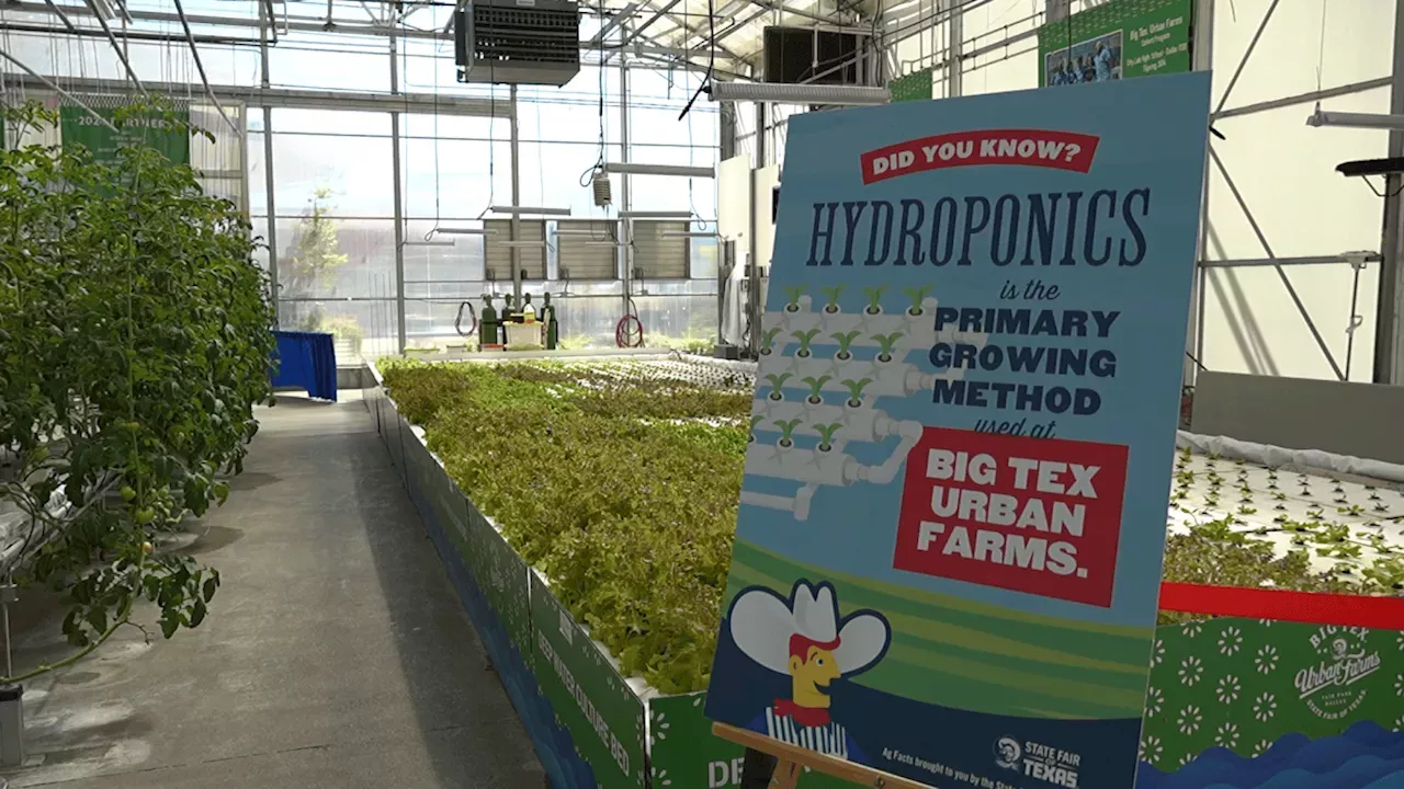 Big Tex Urban Farms Hits 2 Million Produce Servings for South Dallas