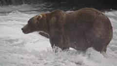 Backpack Mauls 910 to Win Alaska's Fat Bear Week Crown