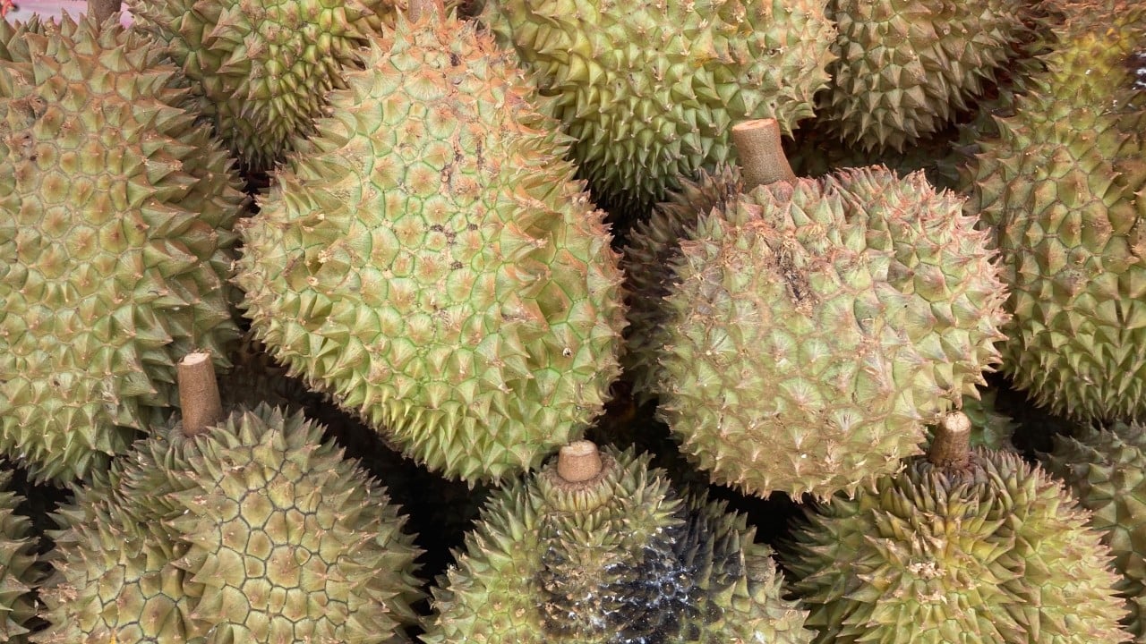 Could Thai Durian Export Duty Mean Higher Prices, Higher Quality in China? What Analysts and Data Reveal