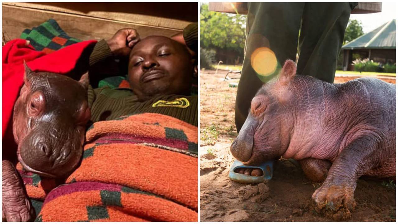 Global Perspective: Baby hippo Bumpy rescued in Kenya finds new family at sanctuary