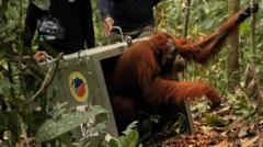 Borneo's Fires Claim Habitat, But These Orangutans Get a Second Chance