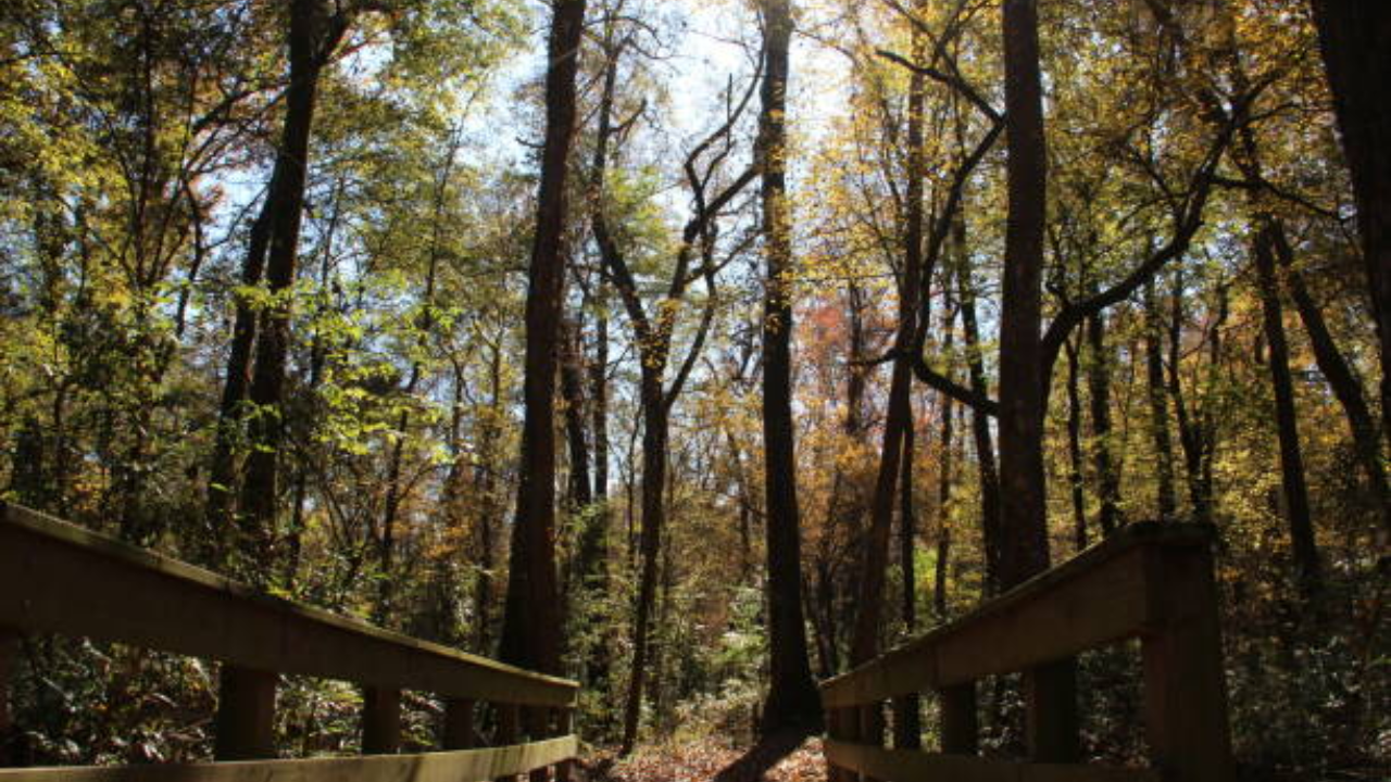 International Briefing: Georgia begins 10-year restoration of 132 acres at Towaliga Preserve