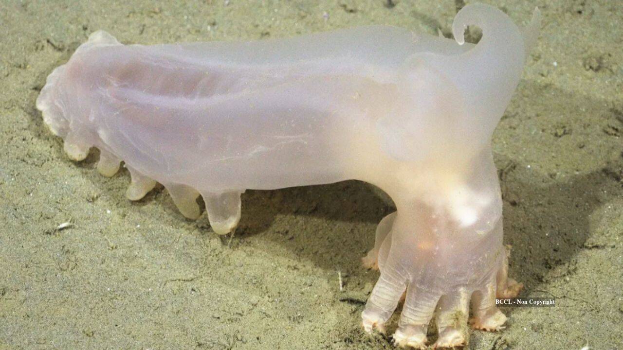 International Briefing: Scientists discover 57 new deep-sea species in Argentina’s Mar del Plata Canyon