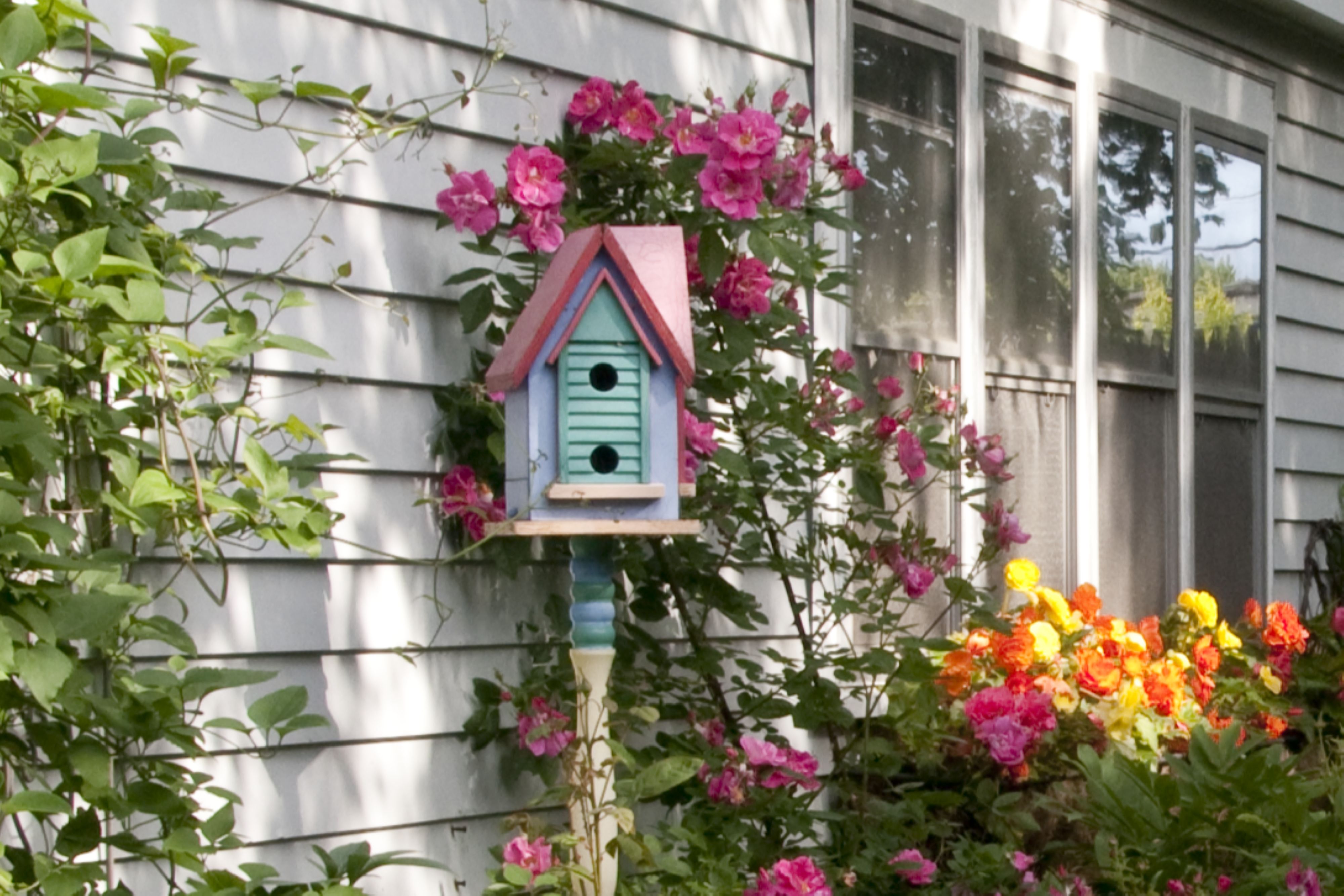 Corporate Strategy: How and When to Clean Bird Houses Properly