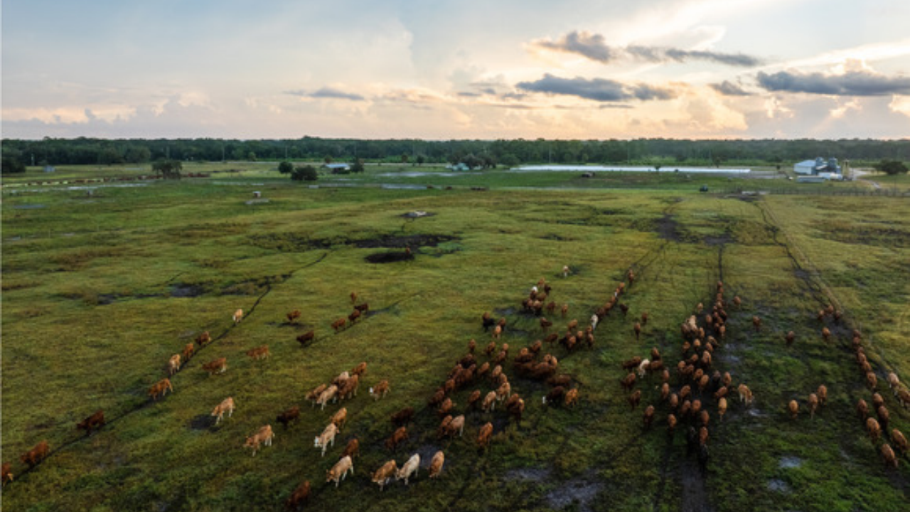 Florida Family Protects 498-acre Cattle Ranch in $7.48m Conservation Deal