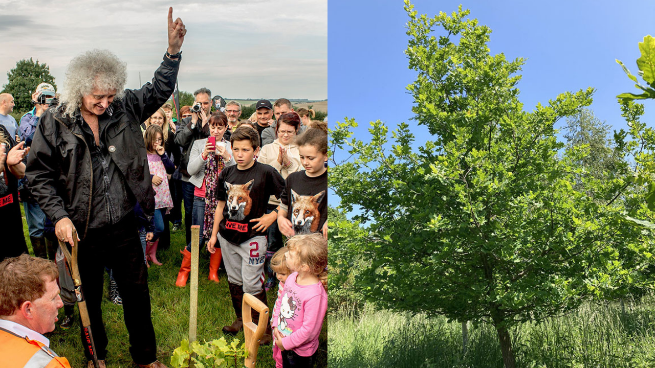 International Briefing: Brian May helped plant 101,000 trees and shrubs on 157 acres in Dorset