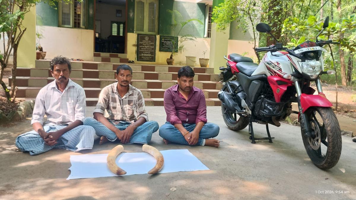 Developing Story: Gang held for possession of two elephant tusks in Vellore