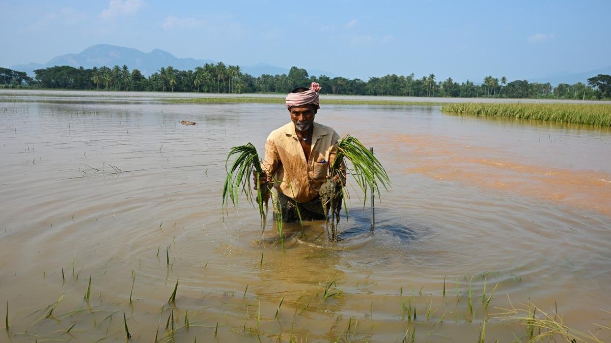 Floods cost Andhra’s Srikakulam about ₹150 crore; water still stands in Allina’s paddy fields