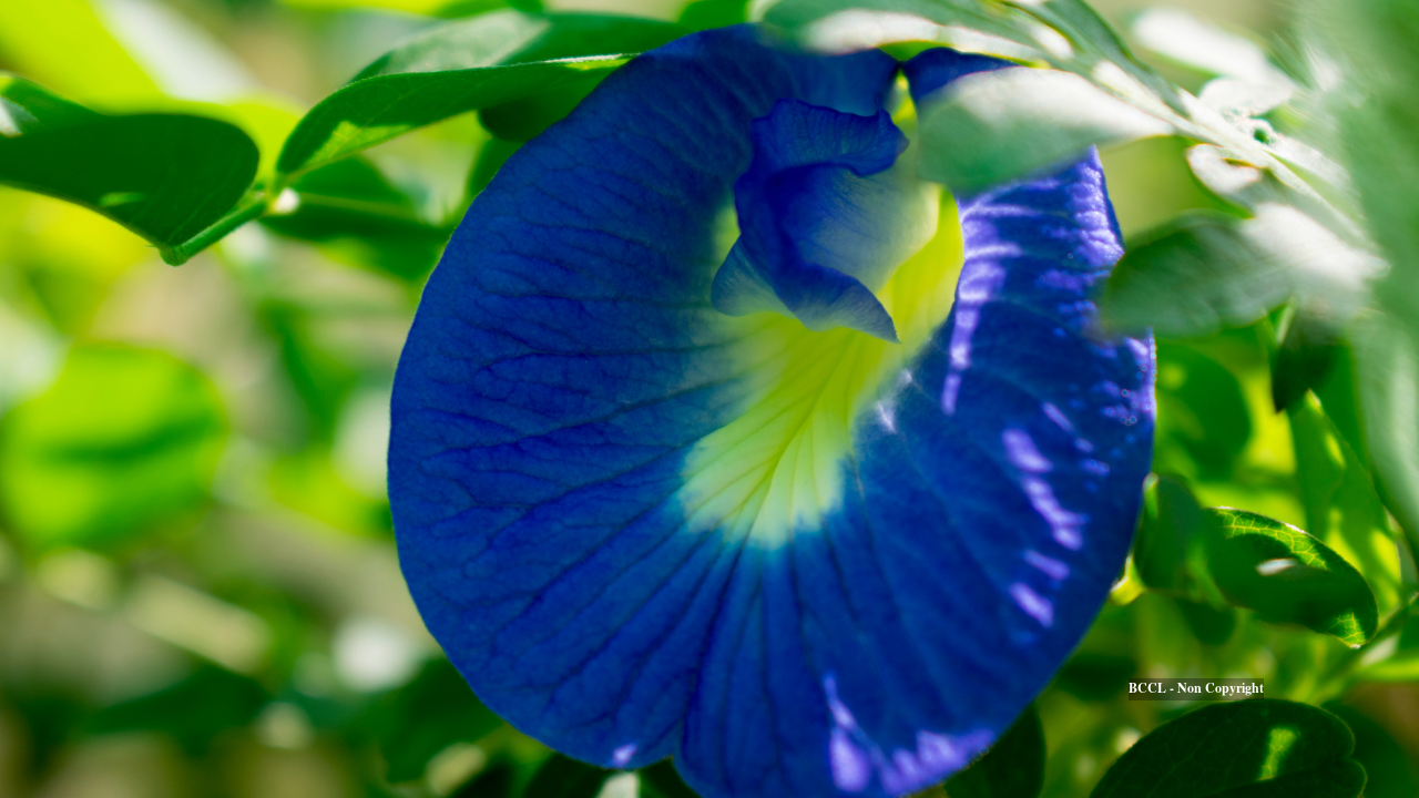 International Briefing: How to grow Aparajita flowers in pots in balcony