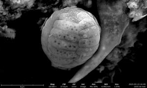 Scientist's Secret Motel Meeting Sparks Breakthrough in Origin of Life Research