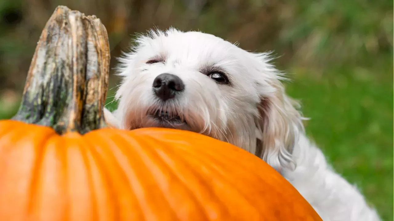 Barks & Boos' Will Welcome Dogs to LA Arboretum for Fall-themed Fun Times