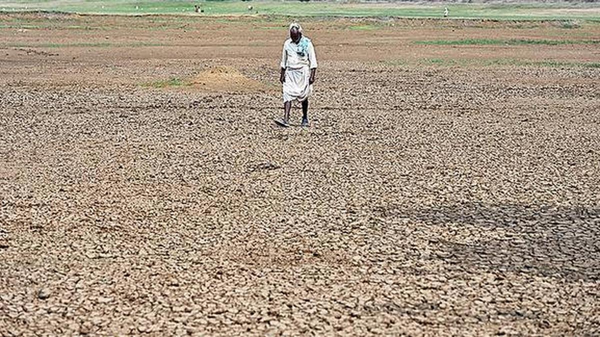 Loss of rainfall impacts maize, ragi crops in Shivamogga