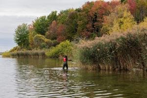 Ontario announces $5M to control Canada's 'worst' invasive plant