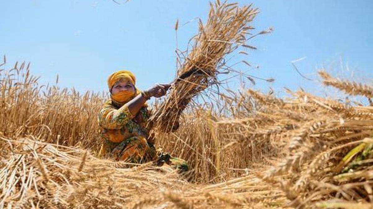 Rajasthan Cracks Down on Fertiliser Hoarding as Rabi Season Looms