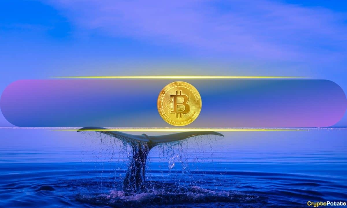 Crypto Markets in Focus: Bitcoin’s Biggest Holders Ramp Up Buying While Retail Traders Remain Flat Amid Shifting On-Chain Metrics